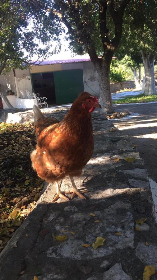 チラニ Αγρόκτημα Χελωναριά - Agroktima Chelonariaホステル エクステリア 写真