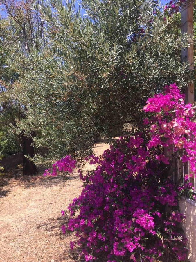 チラニ Αγρόκτημα Χελωναριά - Agroktima Chelonariaホステル エクステリア 写真